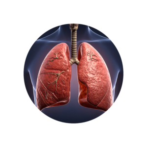 Lungs
